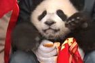Čína: Pandy zachraňuje školka