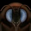 Luminar Bug Photography Awards 2020