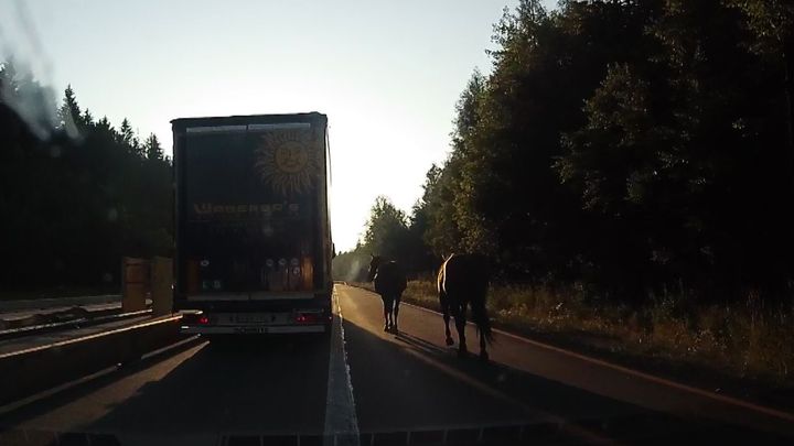 Video: Na dálnici D1 se procházeli koně. Využili k tomu pravý jízdní pruh