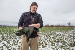 Pražská zoo už odchytila osm ibisů, deset jich pořád chybí