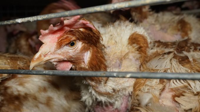 Více než 85 procent vajíček u nás pochází z klecového chovu slepic, Česko je skanzen týrání zvířat v Evropě, slepice nemají v klecích žádné podmínky