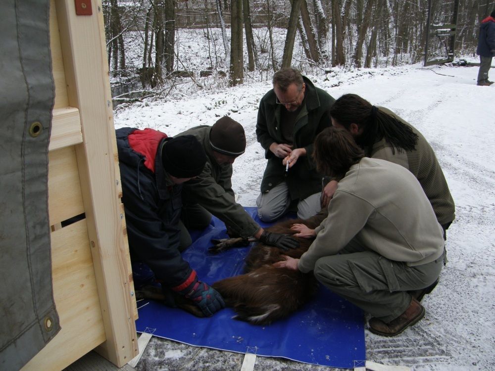 Transport zvířat z královédvorské zoo