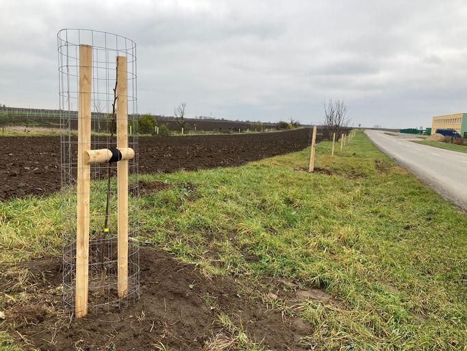 Obnova zeleně v místech, kudy prošlo v červnu 2021 tornádo.