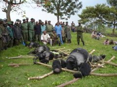 V roce 2007 zabily povstalecké jednotky několik ohrožených goril horských.