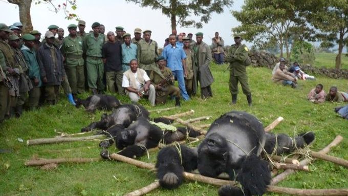 V roce 2007 zabily povstalecké jednotky několik kriticky ohrožených goril horských.