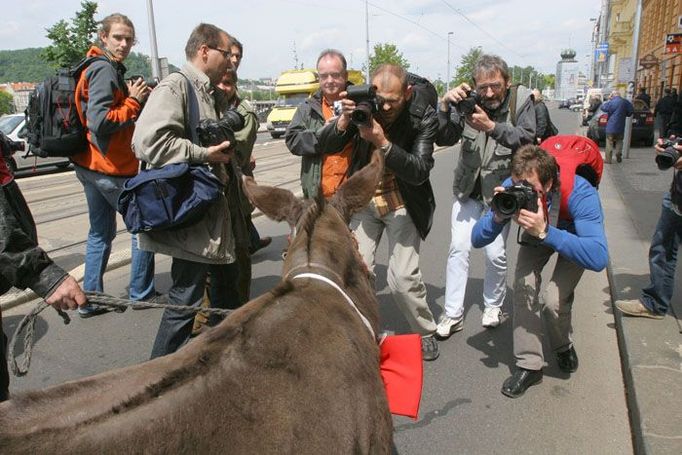 ..představili osla jako vedoucího demonstrace