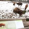 Krmení zvířat v Zoo Praha vánočním stromem ze Staromáku