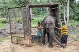 Tamara, slonice pro pražskou zoo, se učí chodit do přepravní bedny.