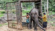 Tamara, slonice pro pražskou zoo, se učí chodit do přepravní bedny.