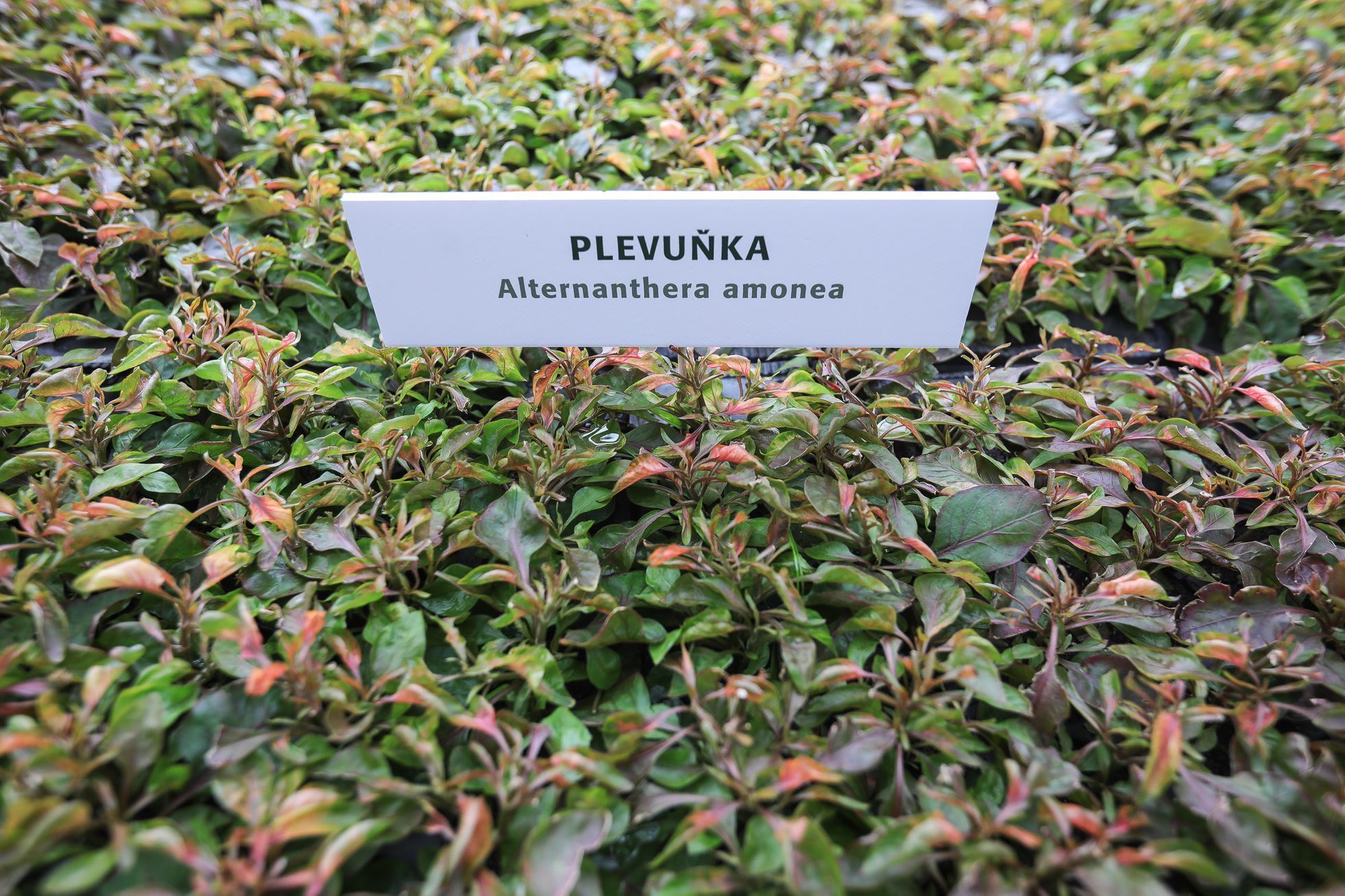 Výstava květin Předjaří, Pražský Hrad