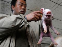 Čína začala s očkováním vepříků proti chřipce, provincie Šan-si, 30. dubna 2009. Právě prasata se mohou stát při panice okolo nového druhu chřipky těmi nejvíce postiženými