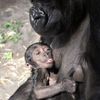 Mládě gorily v pražské zoo