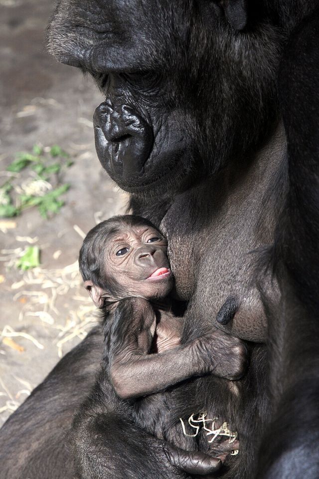 Mládě gorily v pražské zoo