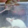 I laboratorní myši touží po svobodě.