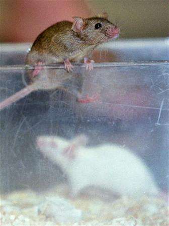 I laboratorní myši touží po svobodě.