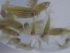 Geneticky upravené svítící rybičky se v Česku objevily už před několika lety.