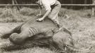 ZOO Liberec slaví 120 let od svého vzniku. Podívejte se na historické momenty a vývoj nejstarší zoologické zahrady v českých zemích od jejího založení v roce 1904.