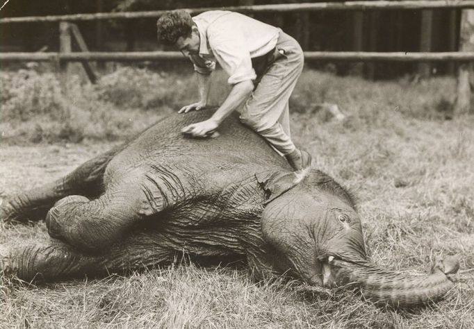 ZOO Liberec slaví 120 let od svého vzniku. Podívejte se na historické momenty a vývoj nejstarší zoologické zahrady v českých zemích od jejího založení v roce 1904.