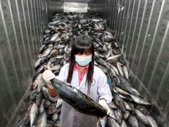 Thajská inspektorka ze Správy pro kontrolu potravin a léčiv odebírá vzorky z mražených ryb importovaných do Thajska z Japonska.
