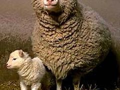 Prvním klonovaným savcem na světě byla ovce Dolly před téměř dvanácti lety. V té době nikdo neuvažoval, že si ji dá k obědu. (Nasnímku Dolly se svým mládětem.)