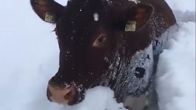 Kamzík pod lavinou, krávy brodící se sněhem. Zvířata a sněhová nadílka v Rakousku