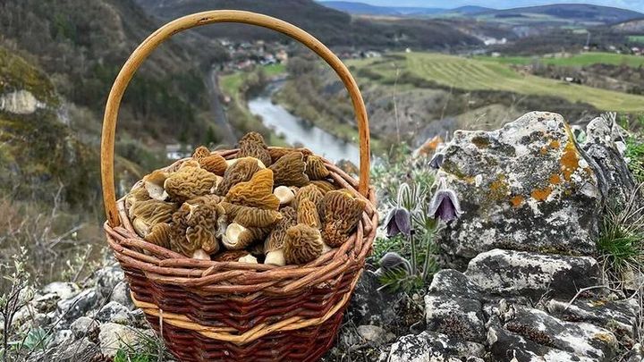 Sezona začala, rostou všude. Za sběr některých hub ale hrozí pokuta, varuje mykolog