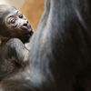 Mládě gorily Kijivu v pražské zoo