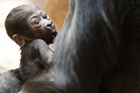 Zoo Praha pokřtila gorilího samečka, dostal jméno Nuru