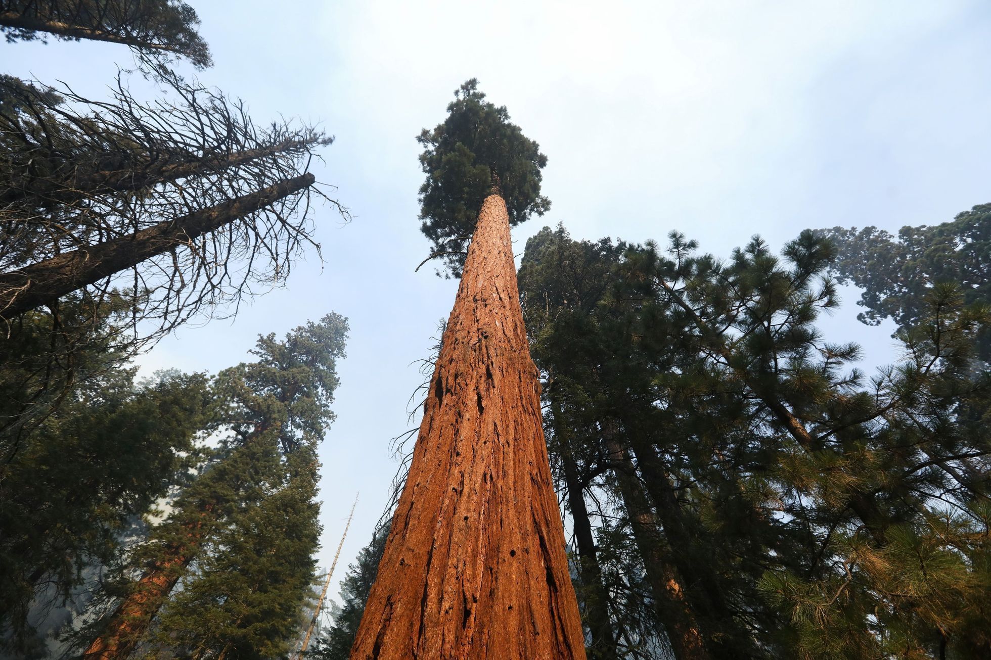Národní park Sequoia