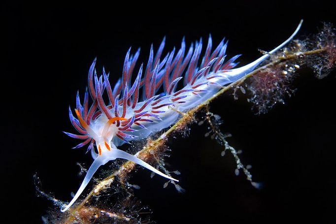 Fish or Marine Animal Portrait 3rd Place Nicholas Samaras, Greece Nudibranch, Cratena peregrina Chalkidiki, Greece