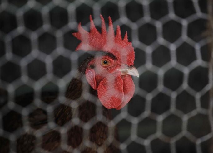 A cockerel in its enclosure at a fighting cock breeding center on the outskirts of Havana June 16, 2012. In Cuba, it's legal to own cocks, it's legal to train them to fight and it's legal to fight them, but since the 1959 Cuban Revolution all forms of betting and gambling have been strictly forbidden. But betting on cock fights is an activity so popular among Cubans that stopping it would pose a huge challenge for the authorities and would be counterproductive to keeping law and order. Picture taken June 16, 2012. REUTERS/Desmond Boylan (CUBA - Tags: SOCIETY ANIMALS TPX IMAGES OF THE DAY) ATTENTION EDITORS PICTURE 08 OF 23 FOR PACKAGE 'BETTING ON CUBA'S FIGHTING COCKS' . TO FIND ALL PICTURES SEARCH 'FIGHTING COCKS' Published: Čec. 2, 2012, 12:31 odp.