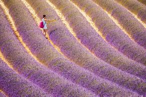 Opojná krása levandulových polí. Tipy na nejhezčí místa v Provence