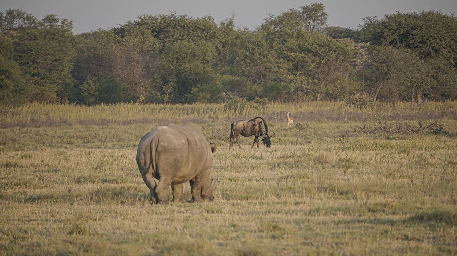 Afrika, Mejzlik, Šimek