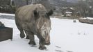 Zvířata na sněhu - Zoo Ústí nad Labem