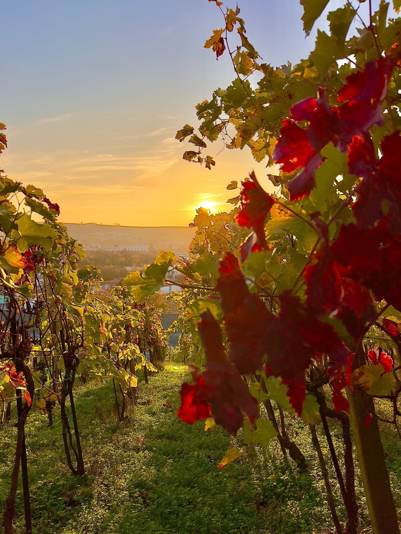 Vinný sklep U Otáhalů Hustopeče