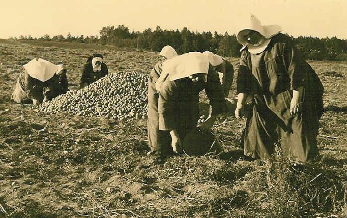 Snímek z 50. let zachycuje internované řeholní sestry při sklizni brambor v Bílé vodě.