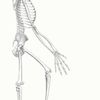 Ardipithecus ramidus