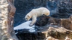 Zoo Praha lední medvědi výběh