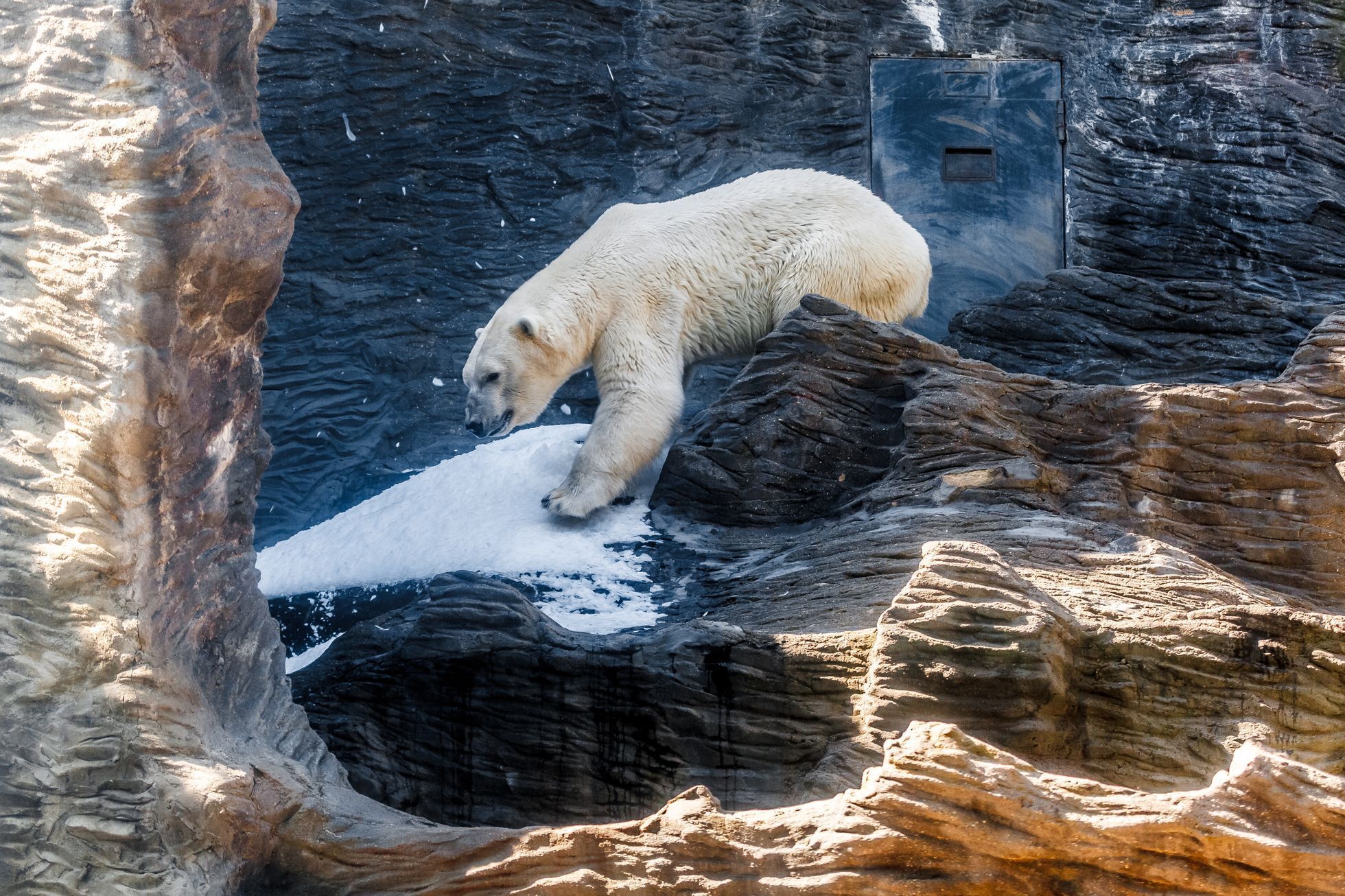 Zoo Praha lední medvědi výběh