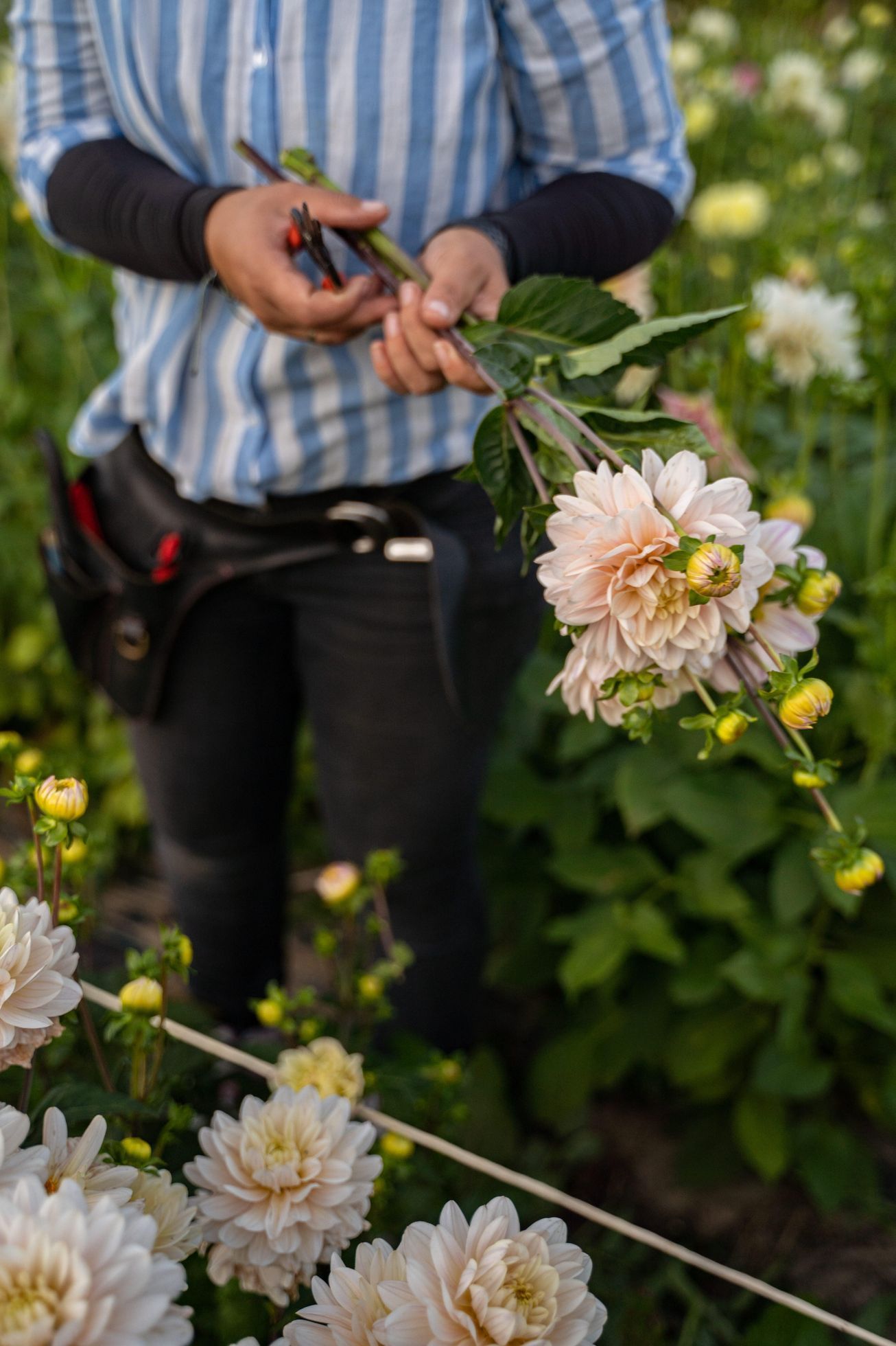 Kveetkomat Němčičky