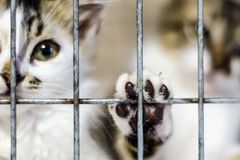 Mučení koček na zakázku: nové video každé dvě hodiny. "Je to silnější než sex"