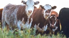 Argentinští býci na pampě hovězí maso ilustrační foto