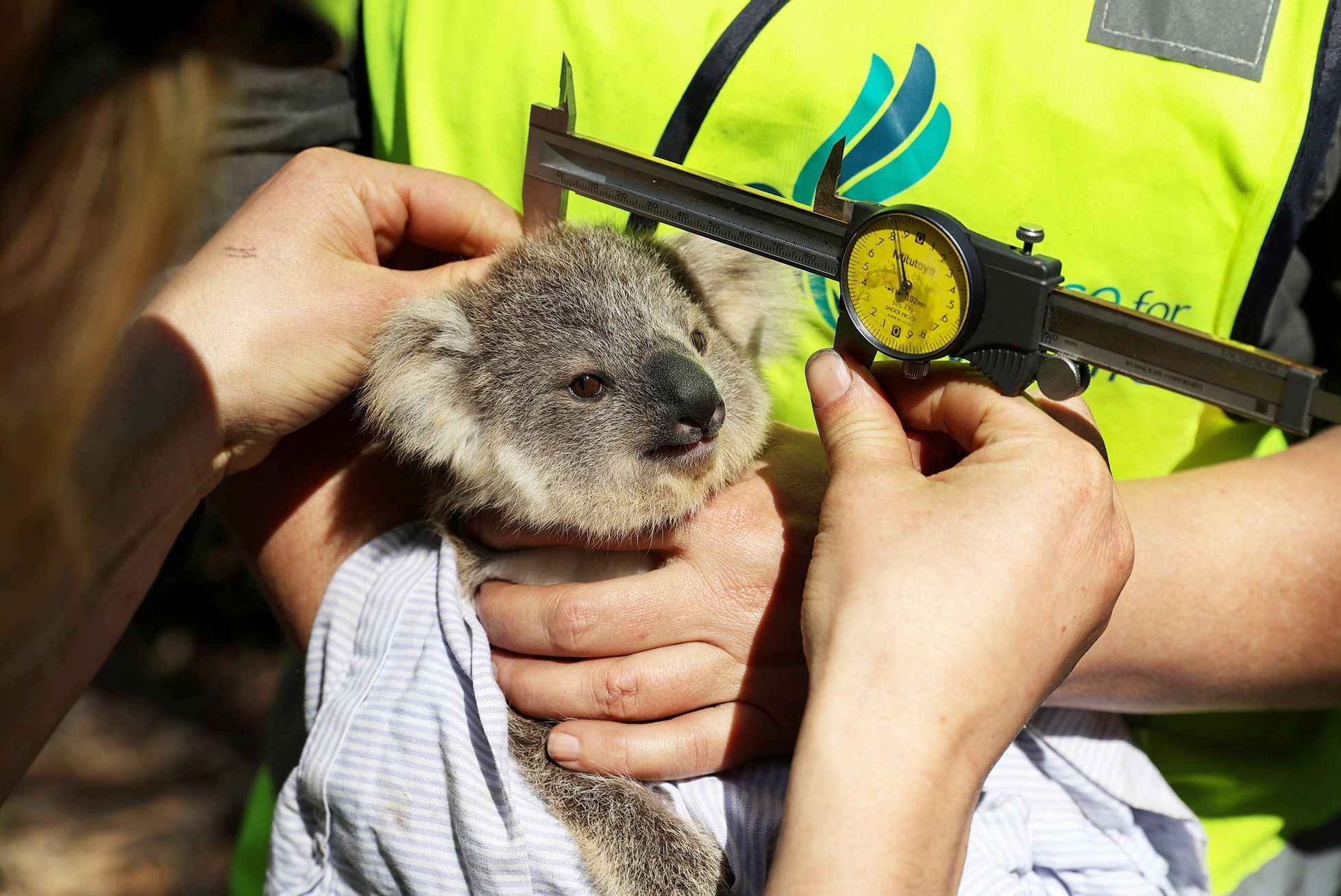 Jednorázové užití / Fotogalerie / Spása koal, která vám zachrání den