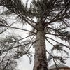 Sekvojovec obrovský zasazen ve Stromovce