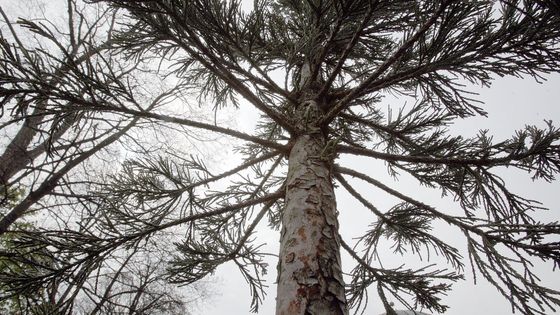 Fotoblog ze Stromovky: Malý sekvojovec obrovský zasazen v Praze. V celém Česku jich roste jen pár