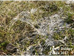 Příklady poškozeného trávníku