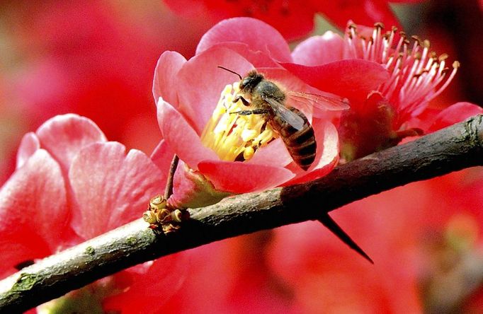 World News - March 19, 2013 SUZHOU, March 19, 2013 Photo taken on March 18, 2013 shows a bee lands on a begonia flower in Suzhou, east China's Jiangsu Province. Various flowers are in full blossom as spring comes.