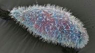 Nálevník rodu Paramecium. Tento druh jednobuněčných nálevníků je rozšířený ve vodním prostředí, včetně sladkovodních, brakických i mořských oblastí. Často se vyskytuje ve stojatých bazénech a rybnících. Některé druhy lze snadno pěstovat v laboratorních podmínkách, a proto se často používají ve výuce a výzkumu k pochopení biologických procesů jednobuněčných organismů. Zvětšení: 600× při šířce obrazu 10 cm.