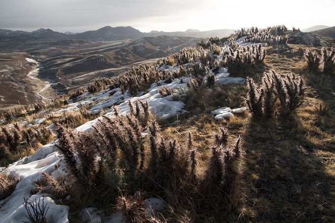 Vincent Munier: sněžný levhart