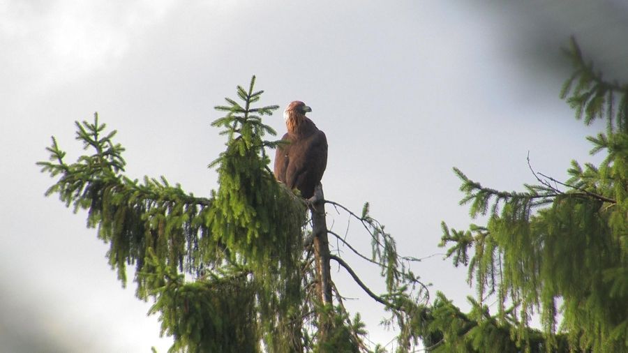 Samice Petra, odpočívající na špičce vzrostlého smrku